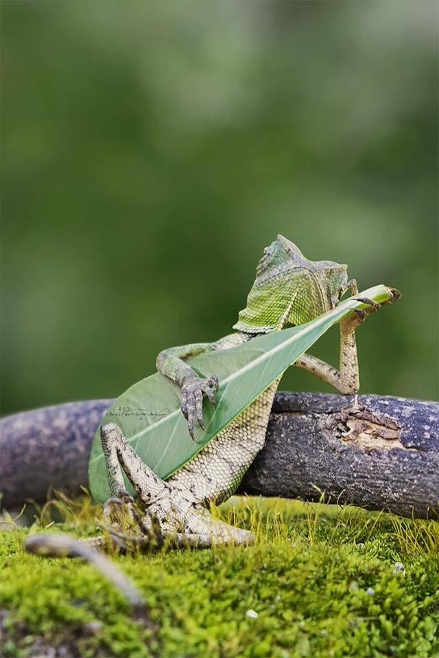 Forest dragon lizard holding leaf like guitar
