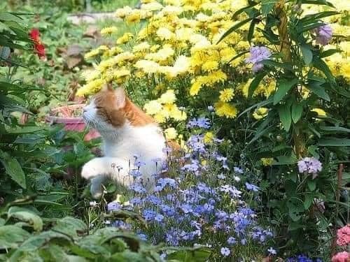 White cat in daisies (photo 4 of 4)