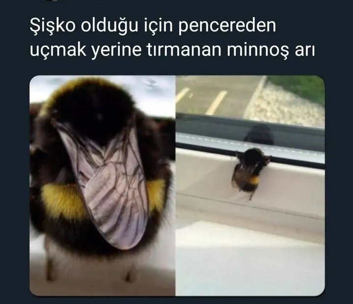 Bumblebee meme 😁