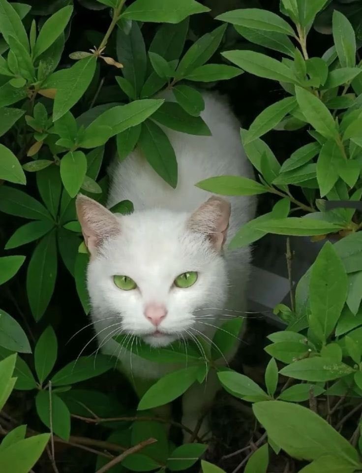 white kitten blue eyes green leaves (photo 2 of 2)