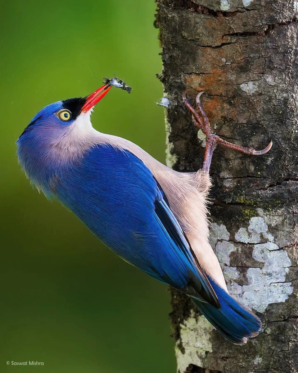 Velvet-fronted Nuthatch Sitta frontalis