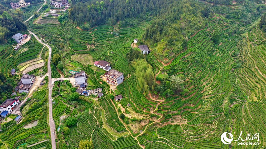 Tea farmers harvesting Gougunao green tea in Jiangxi (photo 4 of 4)