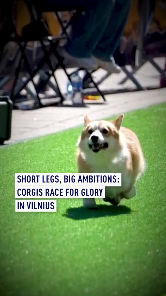 Vilnius Corgi race winner GG