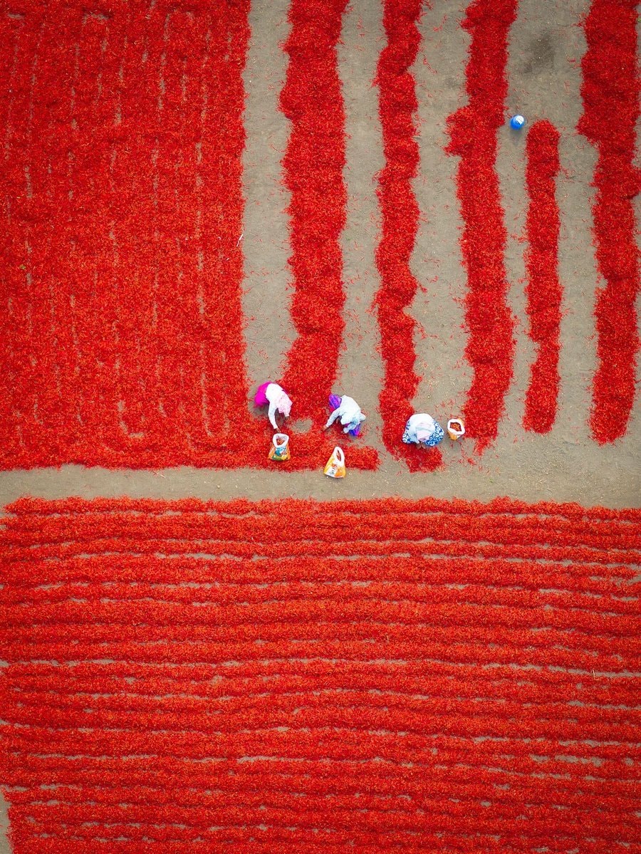 Guntur India chili fields aerial view (photo 2 of 4)
