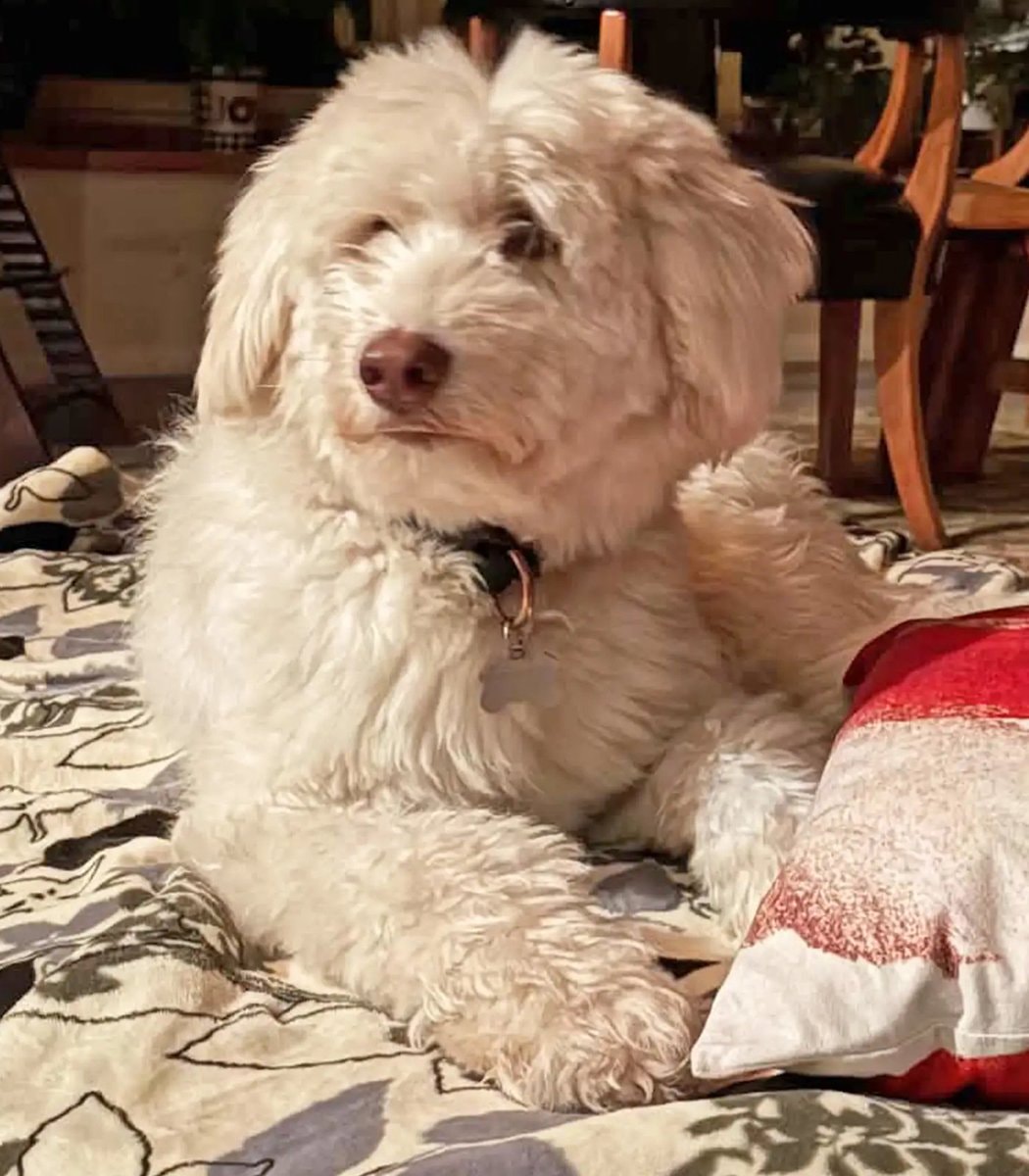 LouLou dog found after avalanche (photo 2 of 2) LouLou dog found after avalanche (photo 2 of 2)