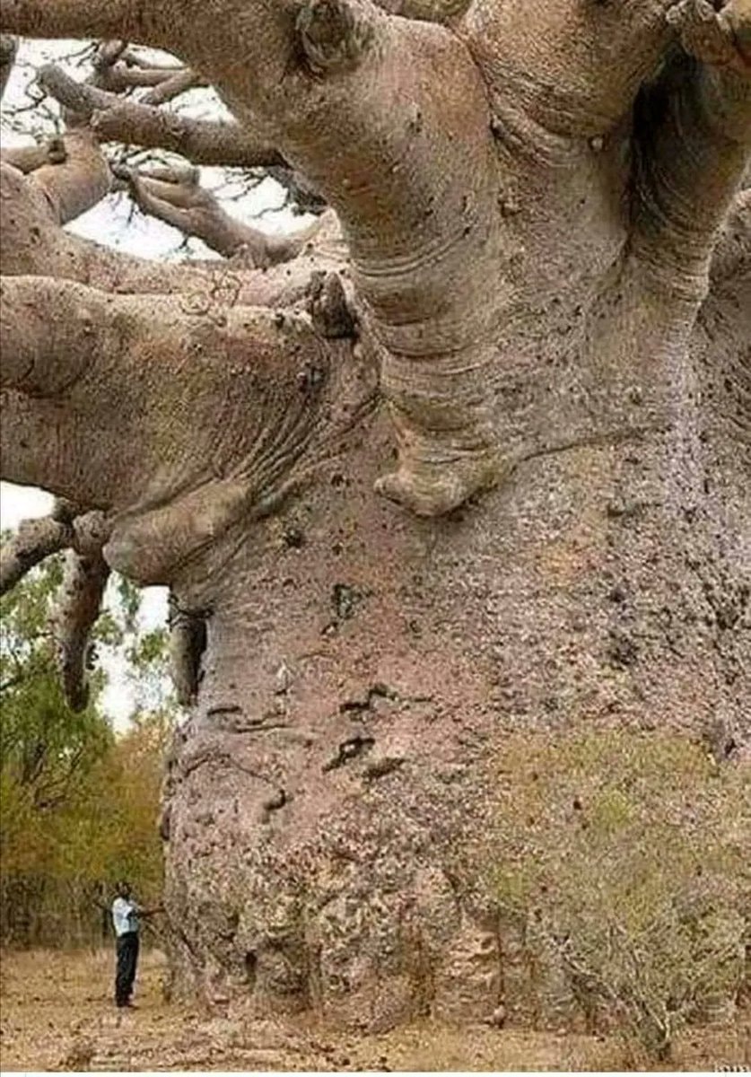 Oldest tree in the world Tanzania
