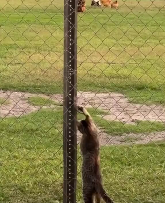 cat climbing fence
