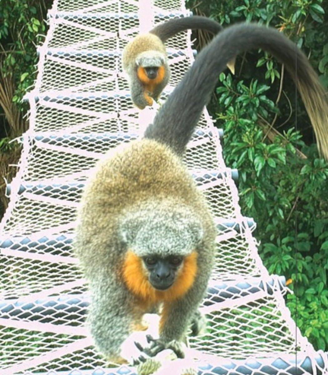 Brazil Amazon rope bridges for monkeys