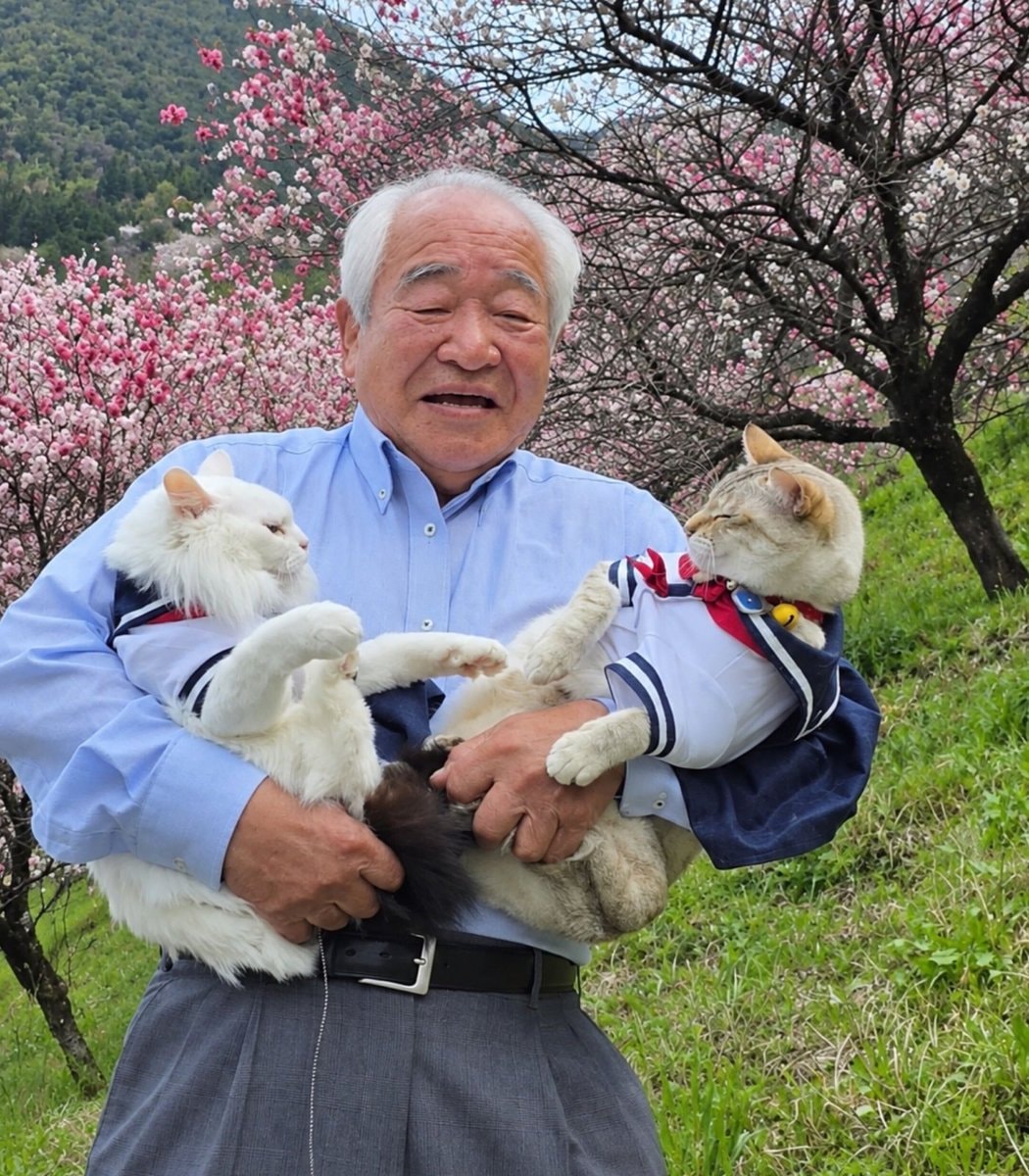 Japanese grandad cats Chouchou Miko (photo 2 of 4)