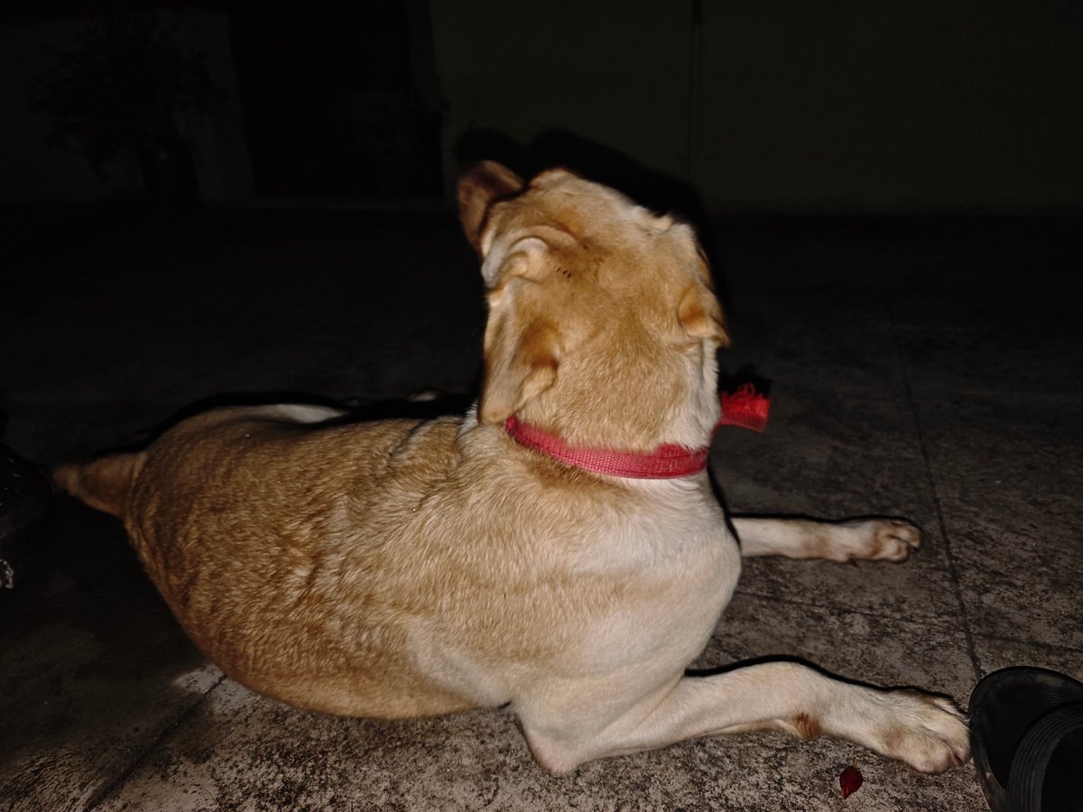 Golden labrador night moment (photo 2 of 2)
