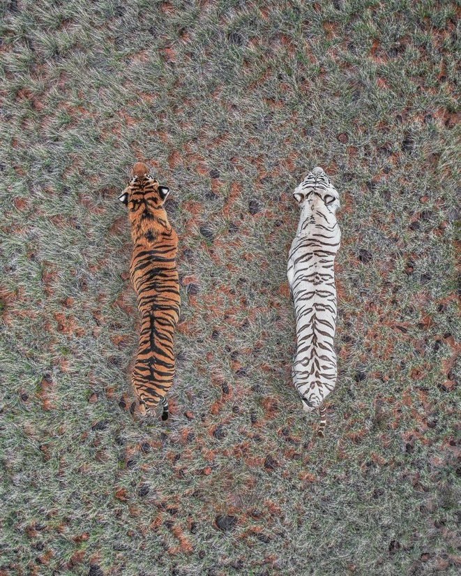 Abstract Aerial Art tiger photo