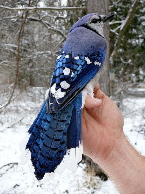Blue jay on hand in snow