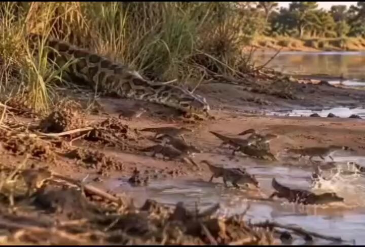 mother crocodile defends hatchlings from python