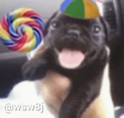 Pug in propeller beanie car moment