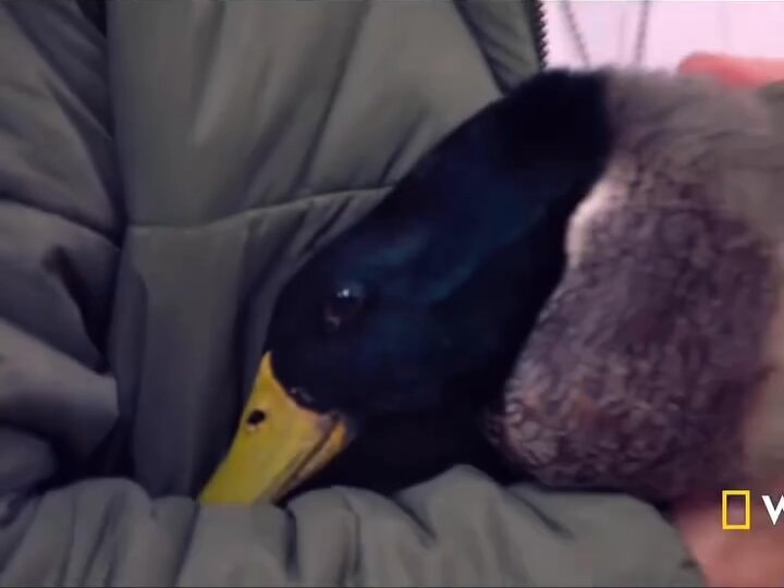 Duck first steps with 3D-printed foot 🥹