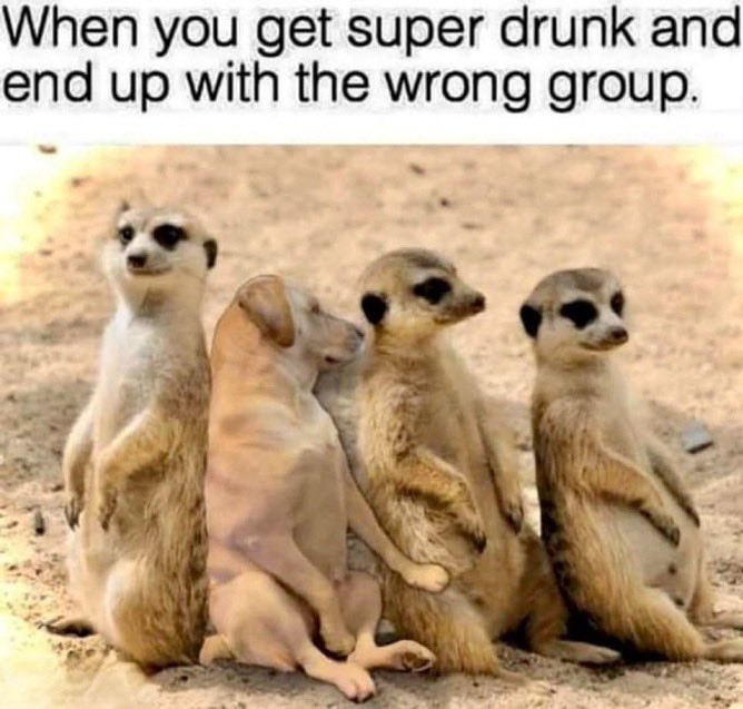 dog among wrong group meme