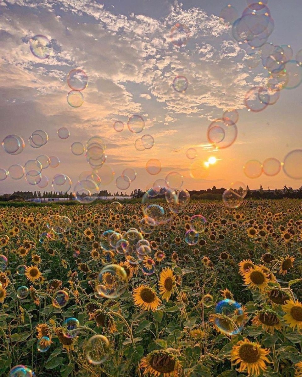 Sunflower field sunset bubbles