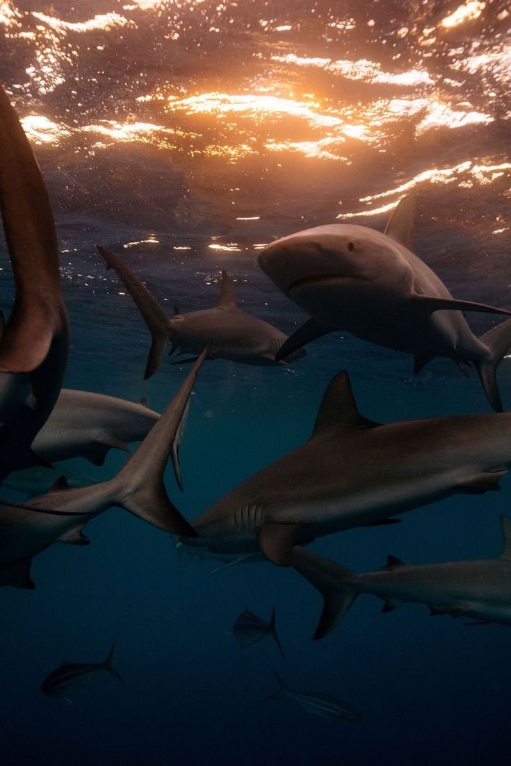 Sharks at sunset (photo 3 of 3)