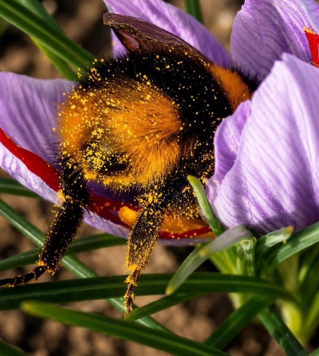 Bumblebee sleeping in a crocus
