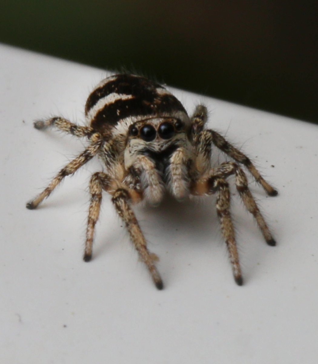 Jumping spiders as house pets