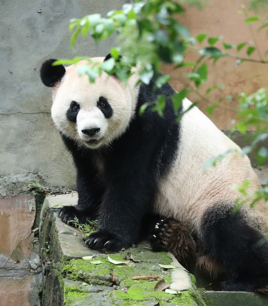 Xi Jinping panda gift to America (photo 2 of 3)
