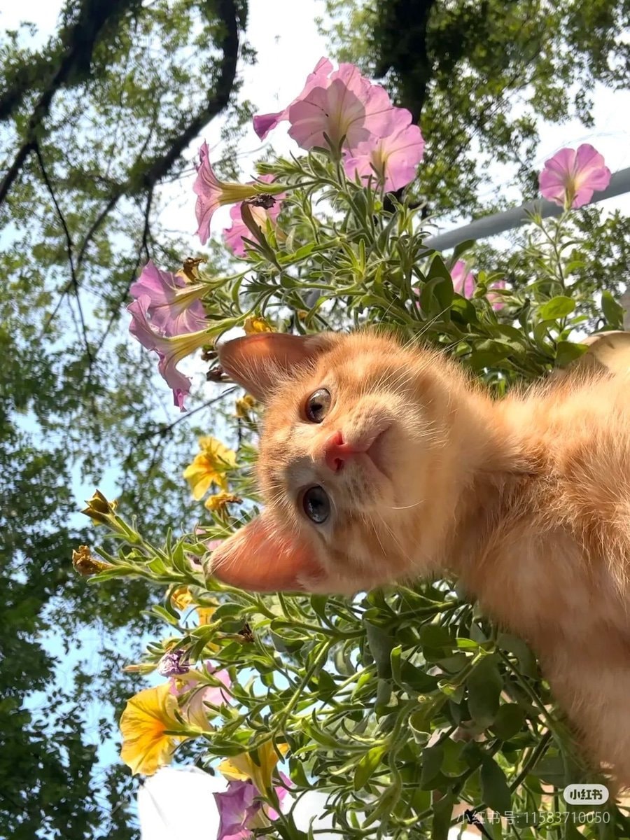 Orange kitten peeking from flowers (photo 2 of 2)