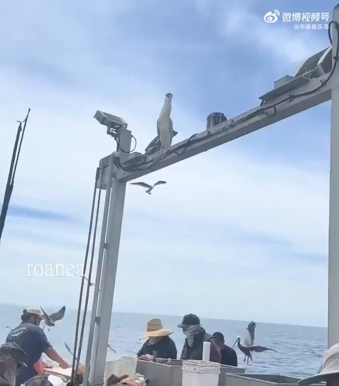 seagulls on a boat