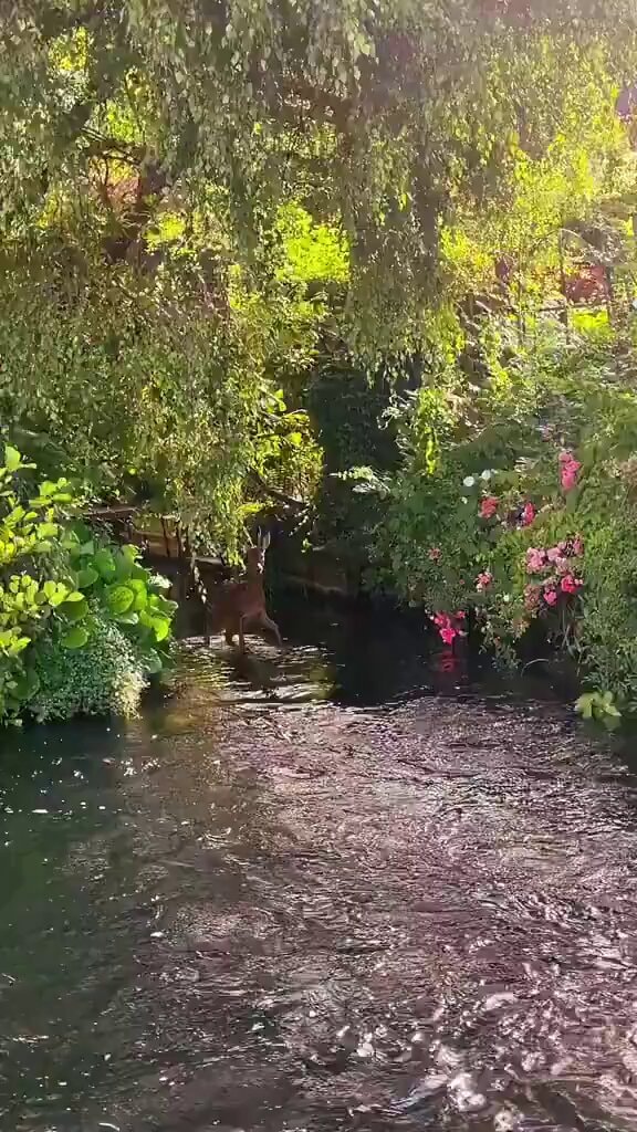 deer in stream magical moment ✨