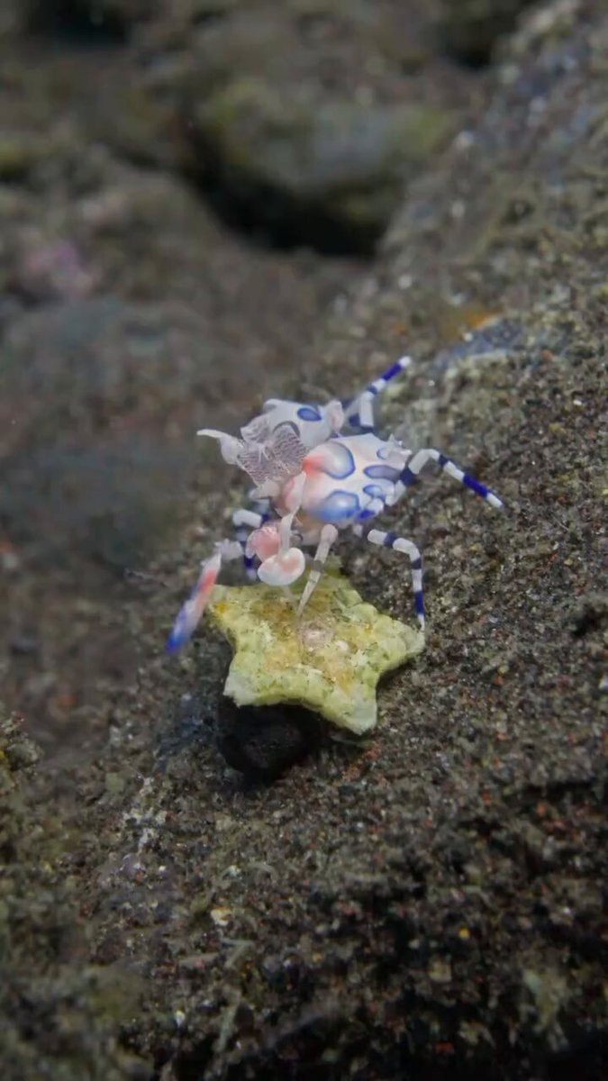Harlequin shrimp with sea star