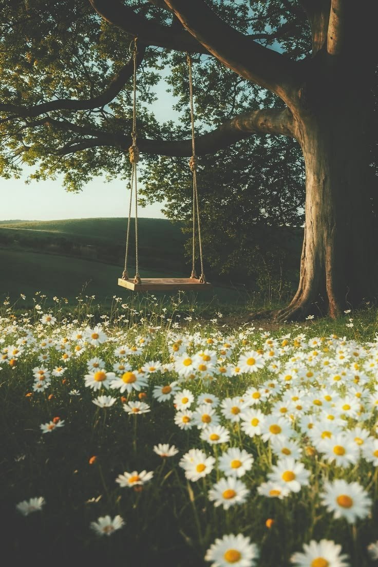 rustic wooden swing in daisy field