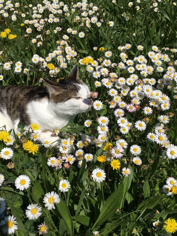 cat in daisies (photo 4 of 4)