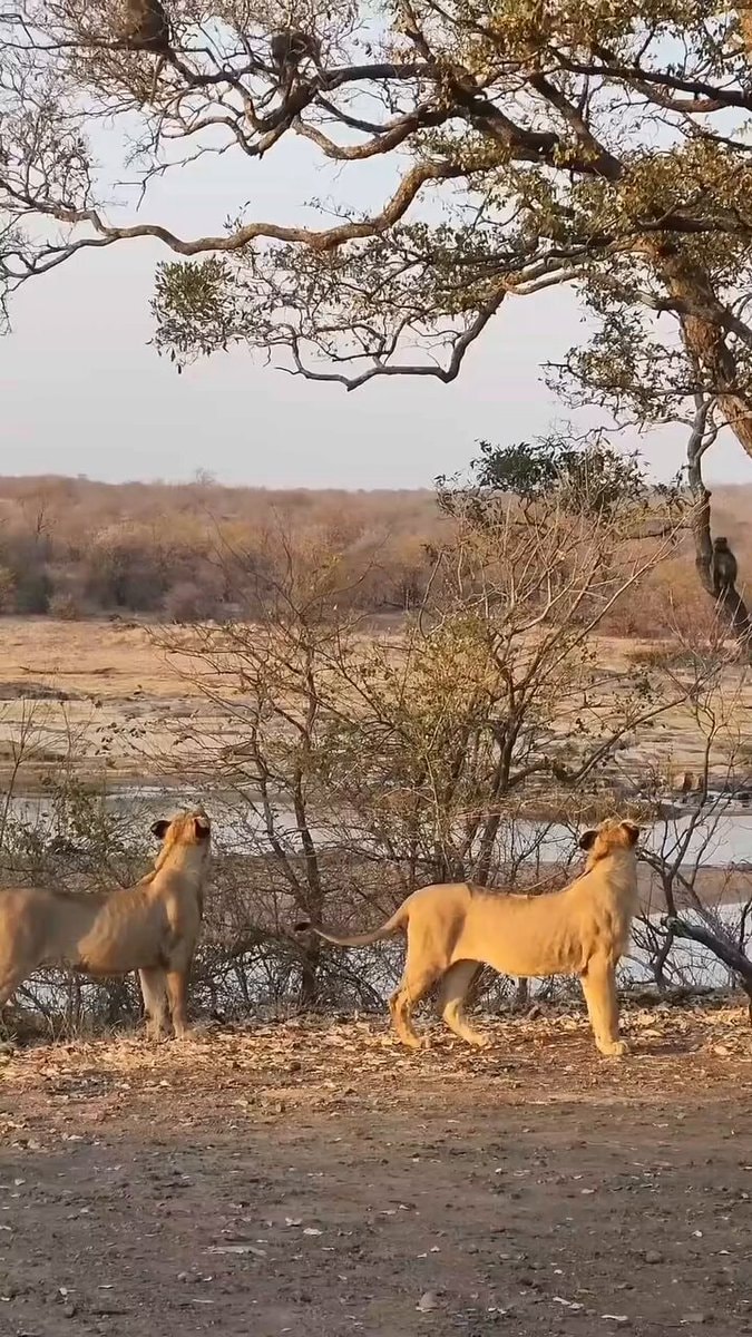 Lionesses vs monkeys chase
