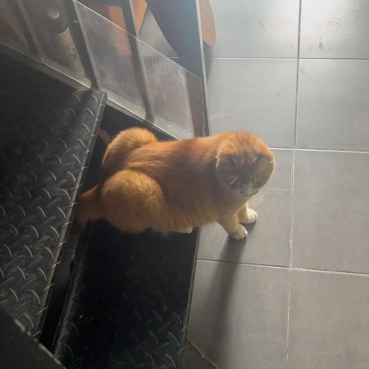 orange cat on metal stairs