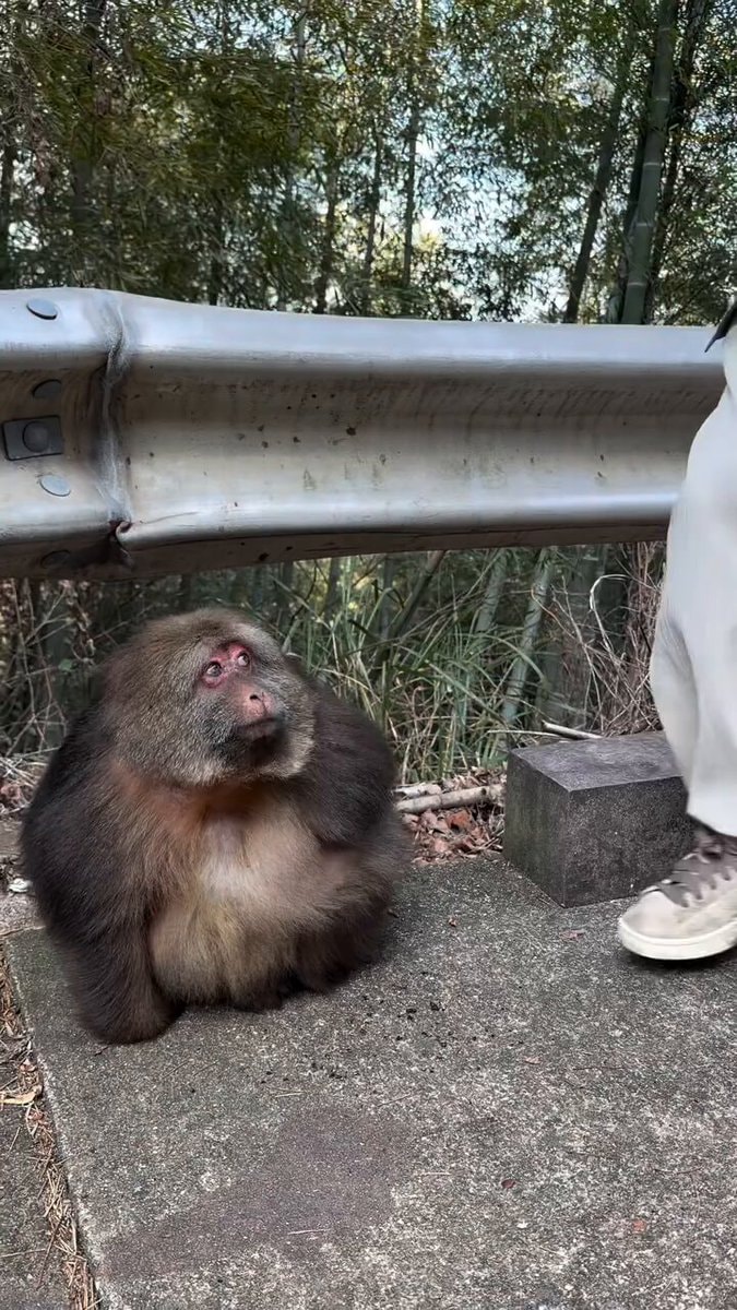 Fluffy monkey waits for a snack