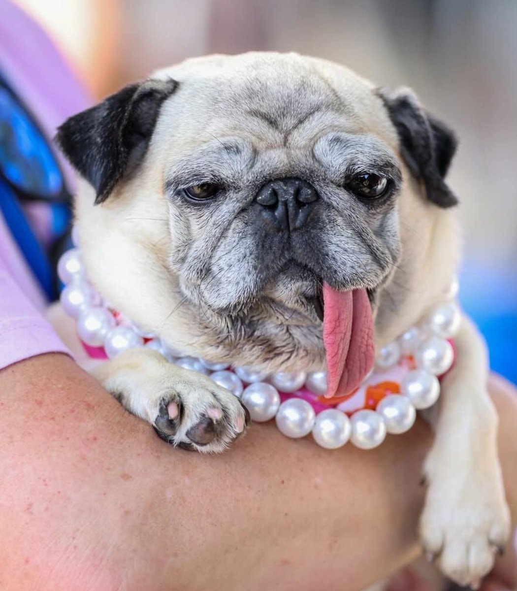 Jinny Lu wins 2026 World's Ugliest Dog (photo 2 of 2)