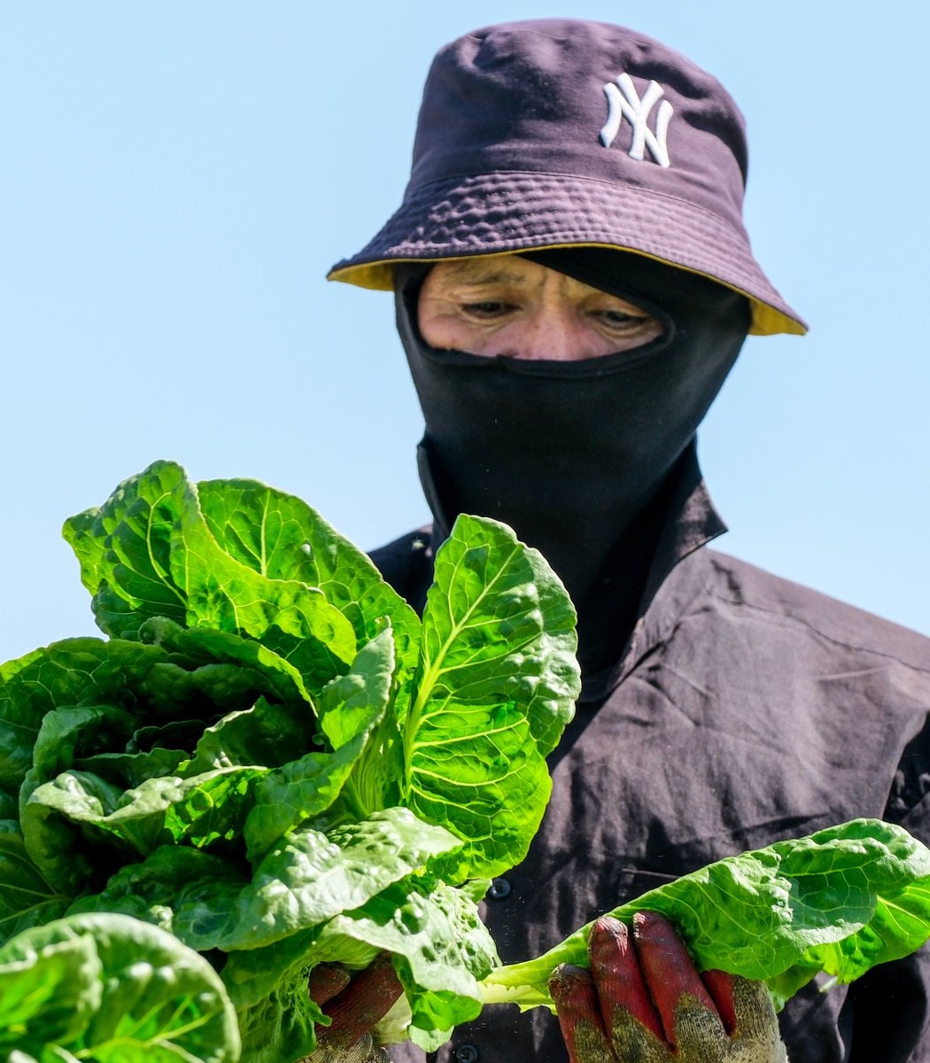 California lettuce farmers Cyclospora crop loss (photo 2 of 2)