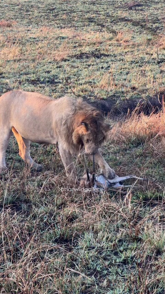 lion in the wild