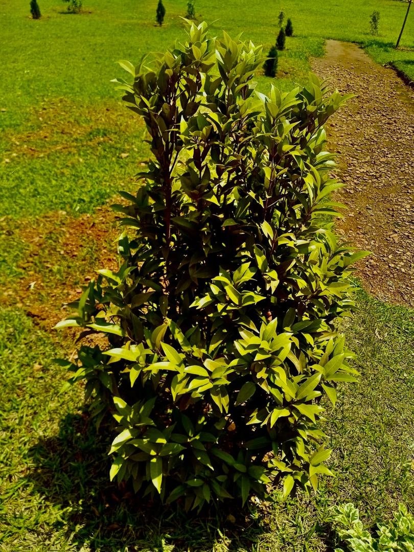 lush green bush identification