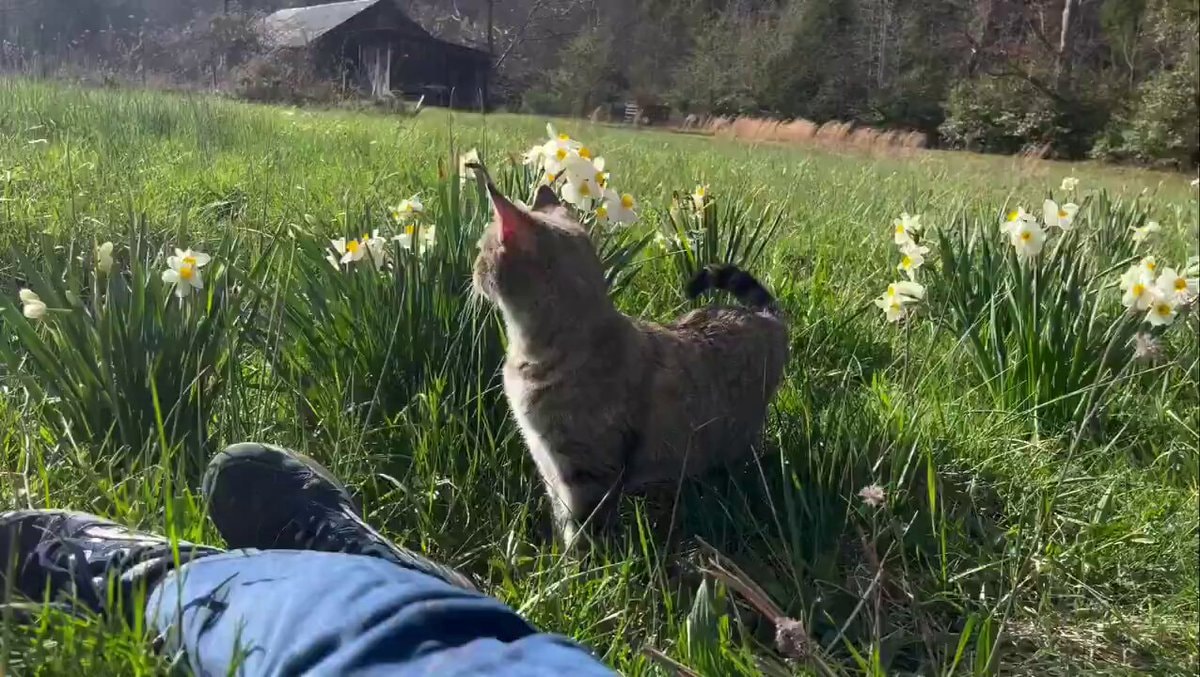curious tabby cat in daffodils
