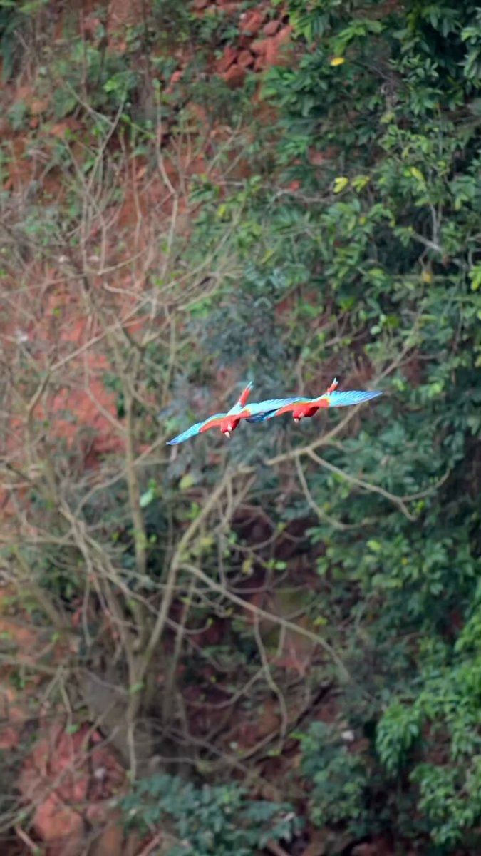 macaws holding hands in flight