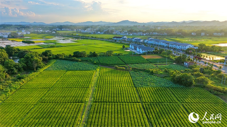Jiangxi golden harvest (photo 4 of 4)