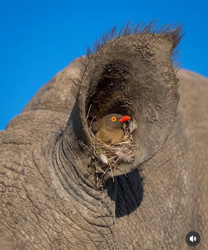 Bird nest in rhino ear