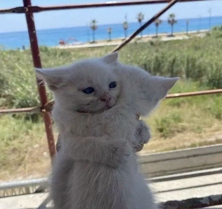 white kittens embracing
