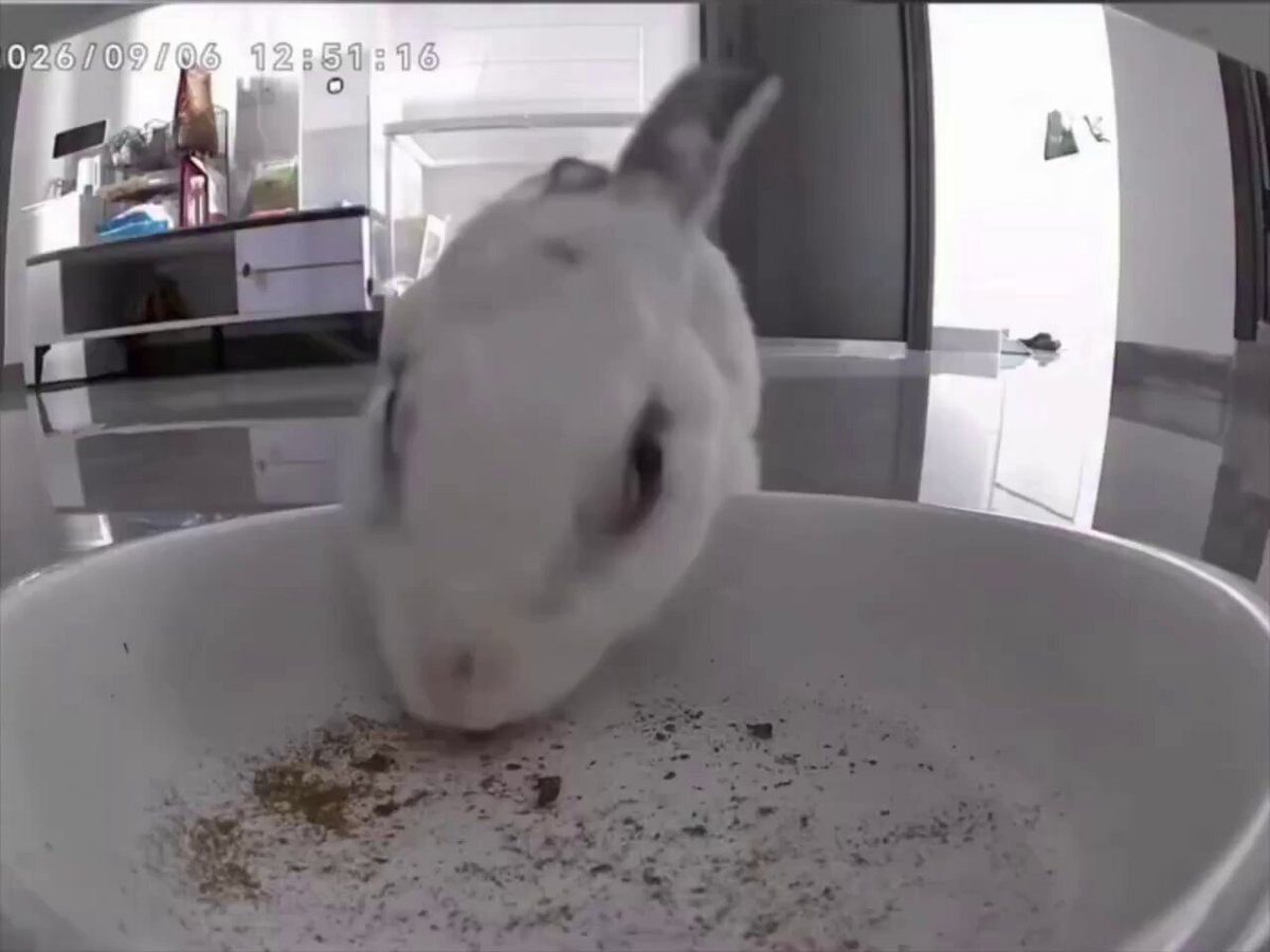 Rabbit smashes bowl