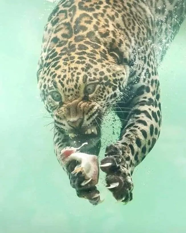 Jaguar fishing Herbert van der Beek (photo 2 of 2)