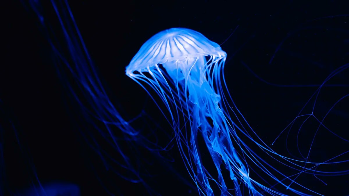 Jellyfish reverts to youth