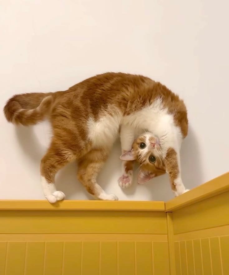 orange and white cat upside down