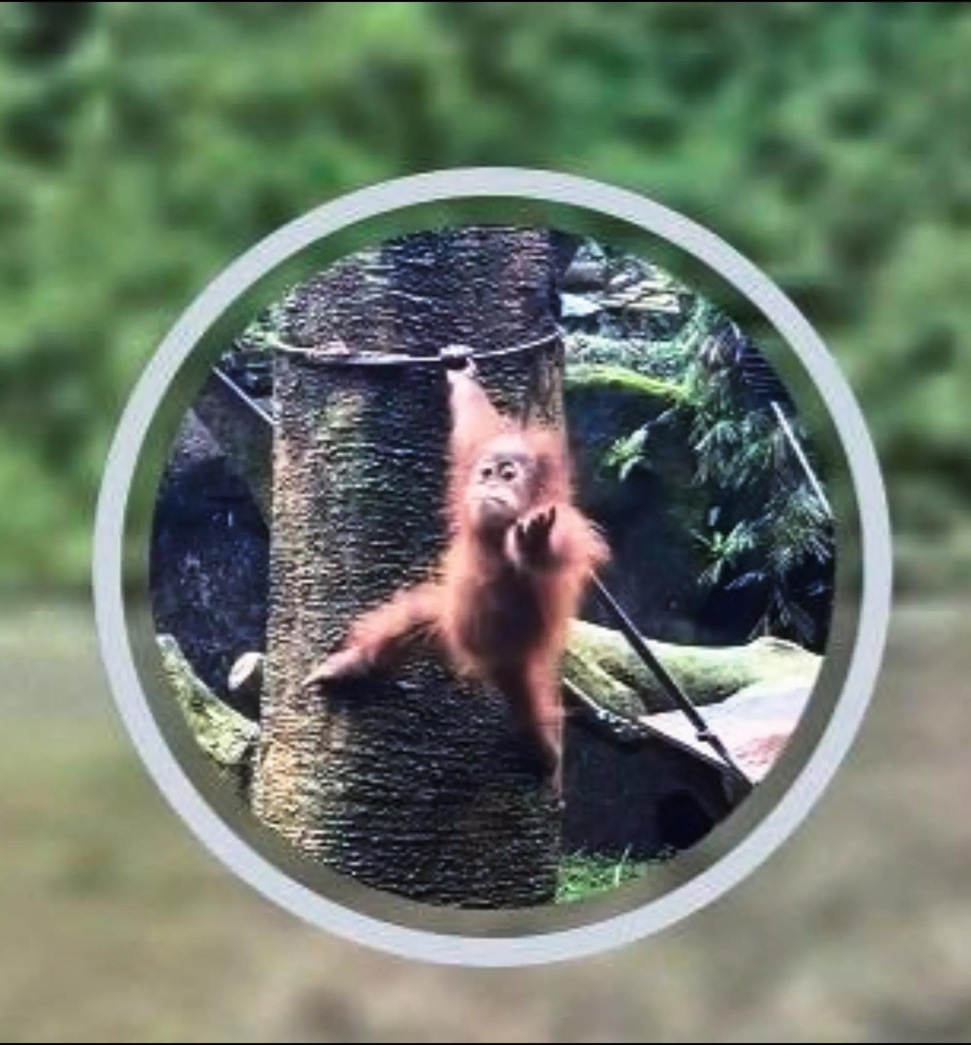 orangutan hanging from a tree (photo 2 of 2)