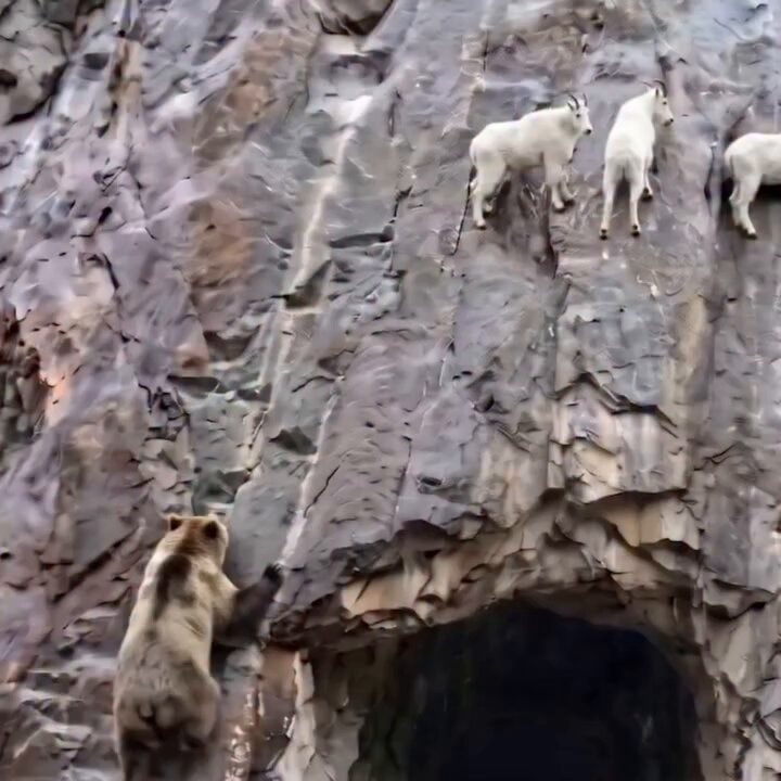 Goats vs bear on cliff face