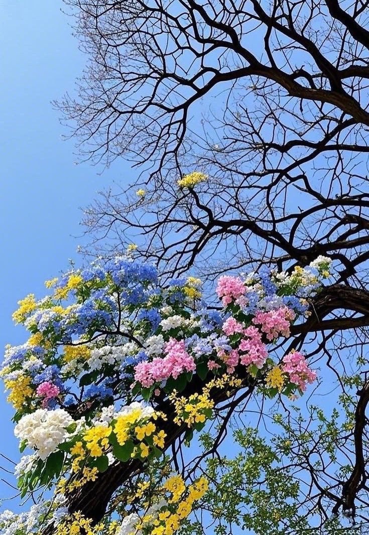 colorful flower tree blue sky (photo 2 of 2)